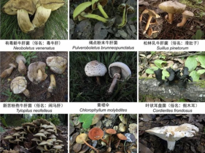 收录1341个物种！云南在全国率先发布省级大型真菌图志