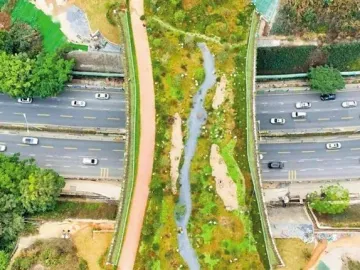三名深圳初中生6年前的畅想变现实：“生态共识”成就首座生态廊桥