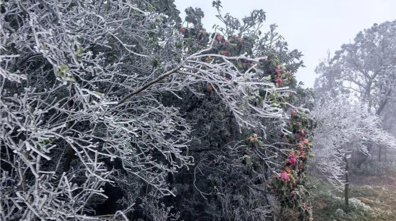 晶视频｜梧桐山现雨淞！