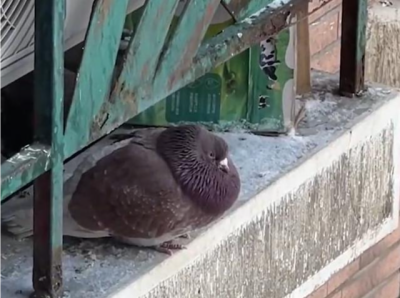 太热情！“尔滨”中央大街的鸽子被游客喂成“鸽猪”……
