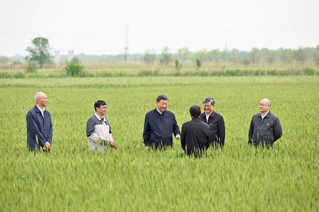 2023年5月11日，习近平总书记在河北沧州黄骅市旧城镇仙庄片区旱碱地麦田同种植户、农技专家亲切交流。
