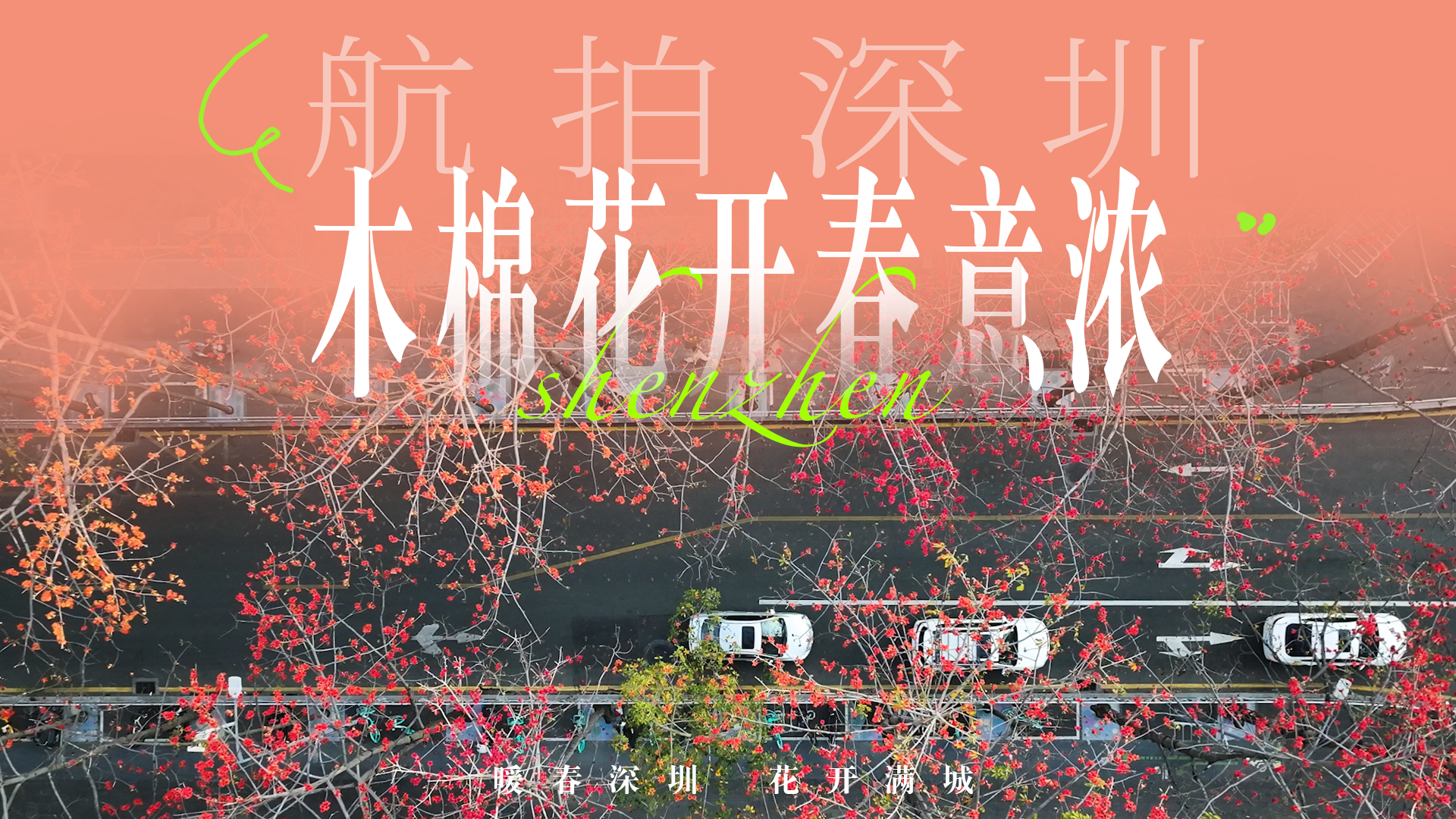 航拍深圳｜木棉花开春意浓