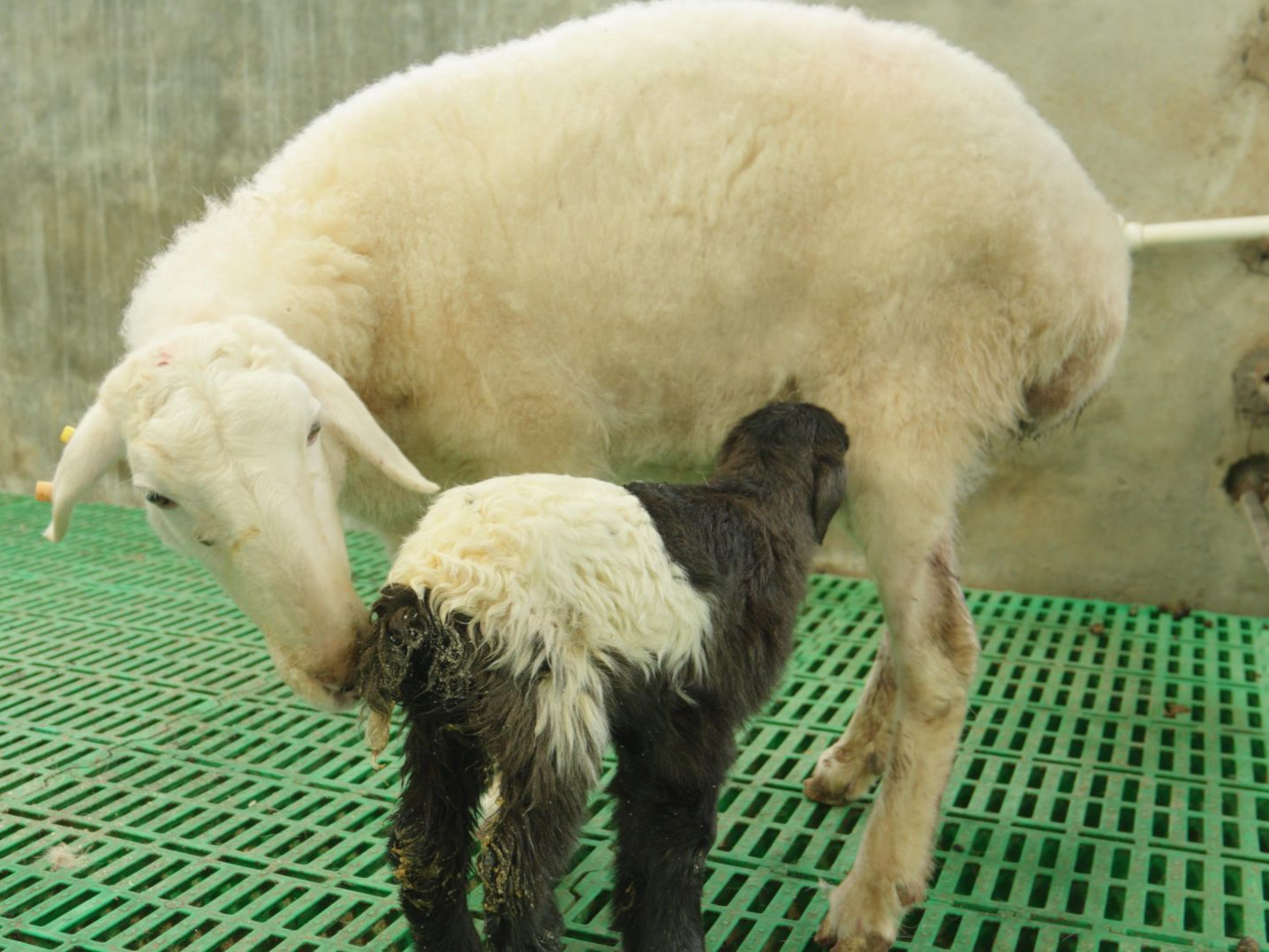 世界首例克隆藏羊在青海诞生 