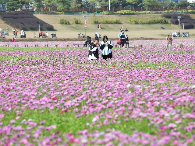 新春·进莞来｜游书海，观影、逛公园……茶山龙年春节热闹非凡
