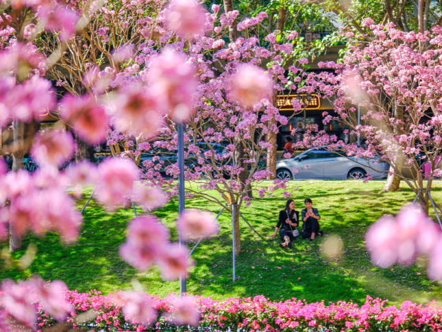 深圳：浓浓的春意绽放在枝头，快来邂逅一处处浪漫的春日花海