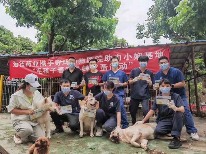 深读｜@东莞市民，你怎么看待身边的流浪猫狗？