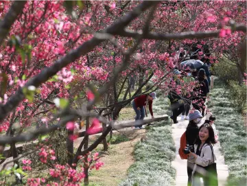 元宵节罗湖仙湖片区暂停预约凭证通行，交警严查涉酒驾驶违法犯罪行为