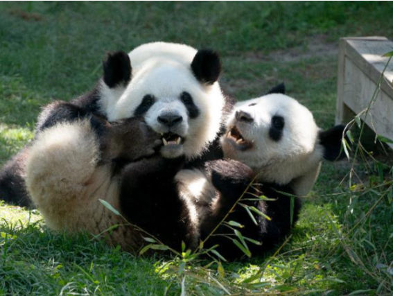 5只旅居西班牙大熊猫启程回国