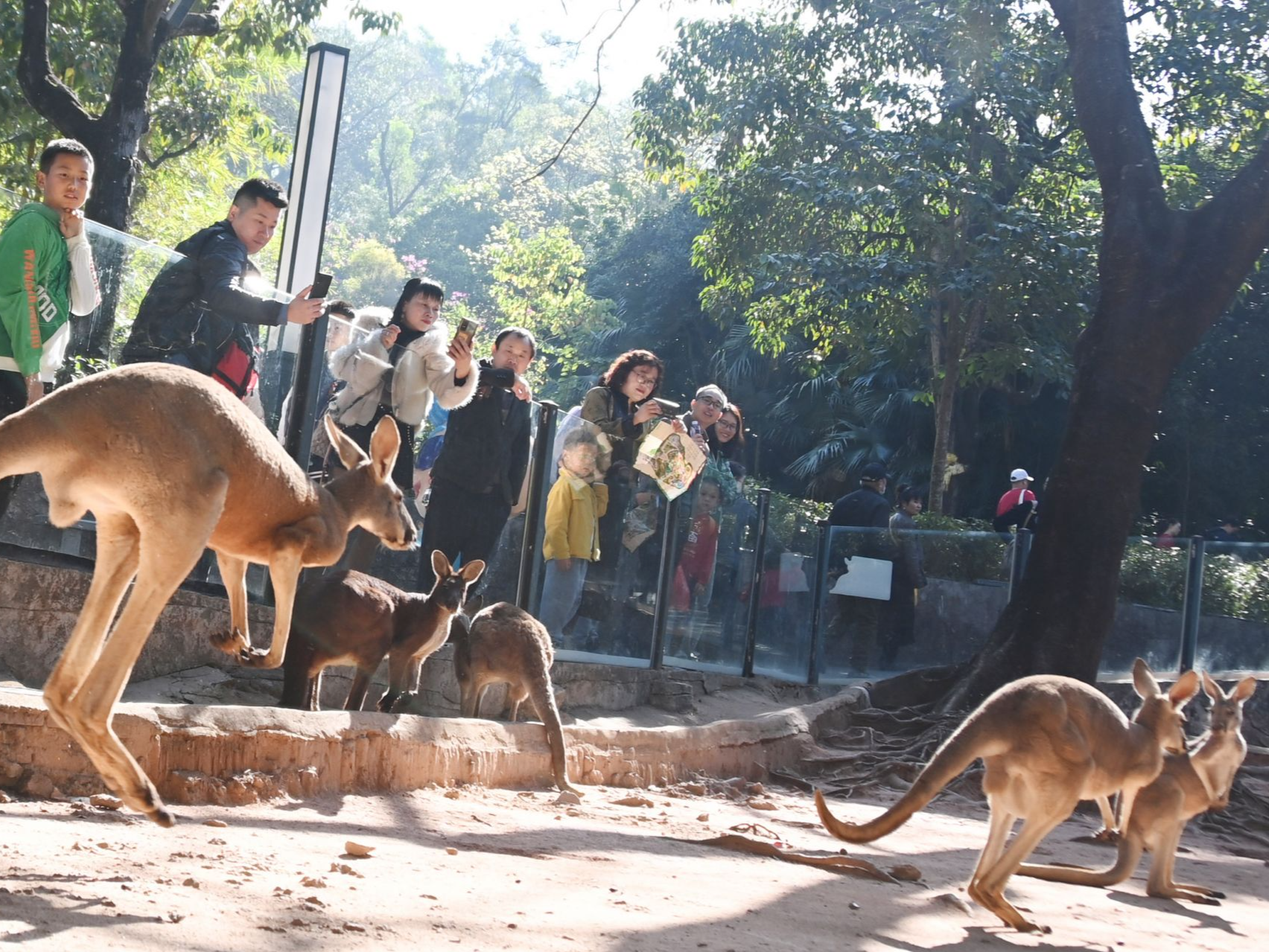 游客打卡深圳野生动物园，动物萌态可掬