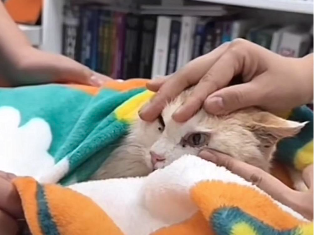 千里运猫、筹款270余万？三问中国小动物保护协会