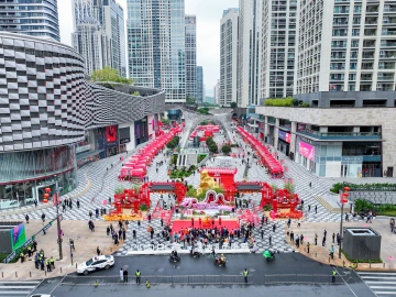 迎春花海贺龙年，福田盛景迎新春 ！福田迎春花市今开市