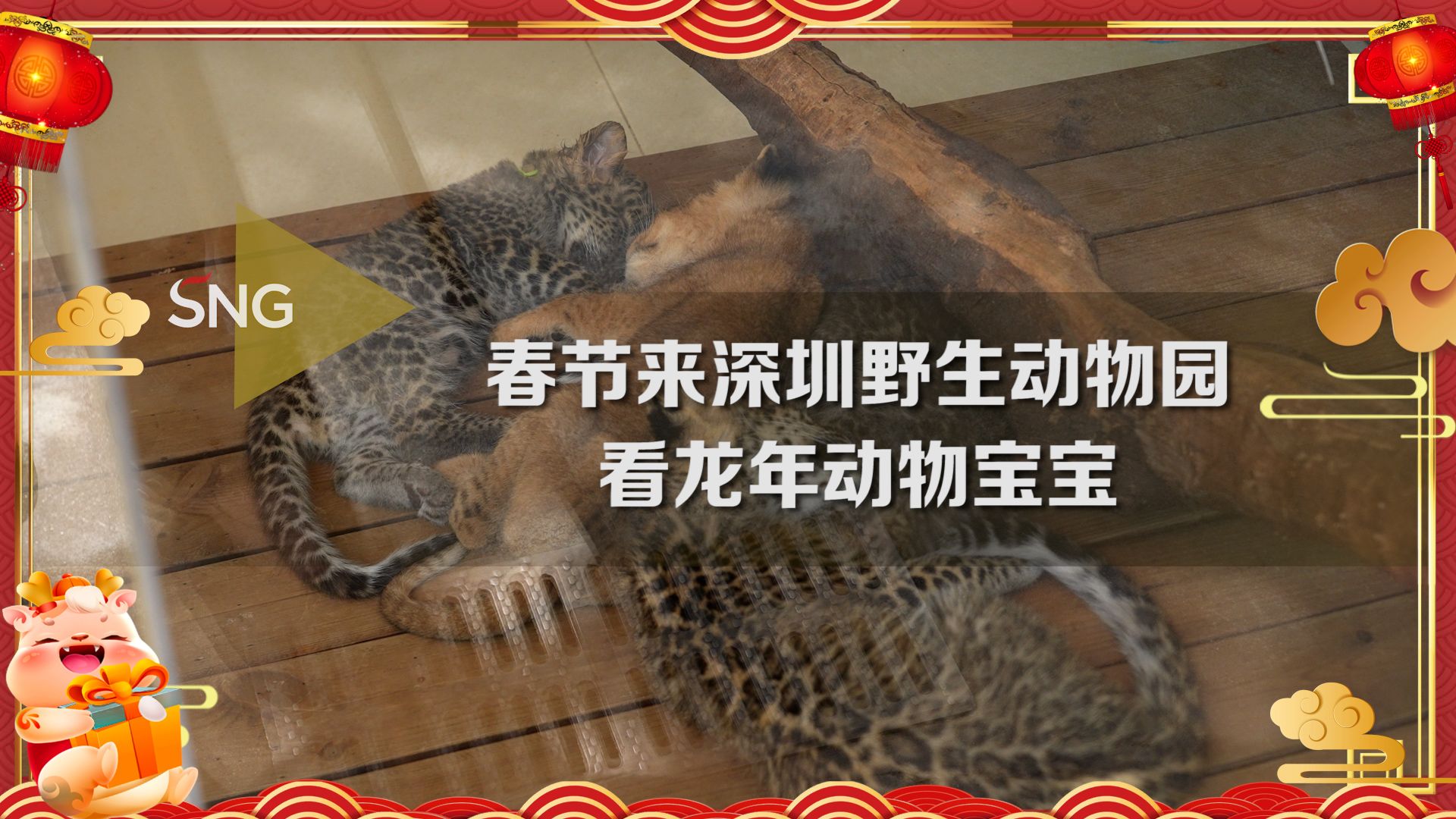 来深圳野生动物园看龙年动物宝宝