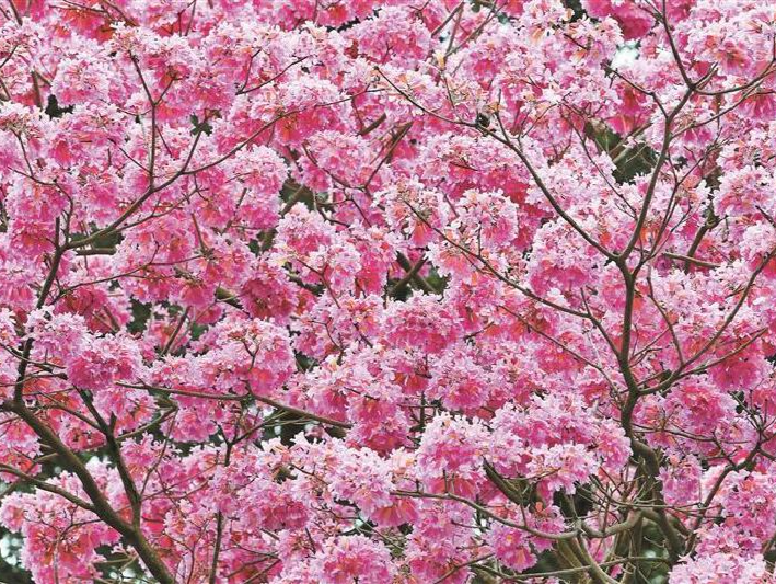 簕杜鹃、宫粉紫荆、风铃木……在深圳春天的街头遇见繁花似锦