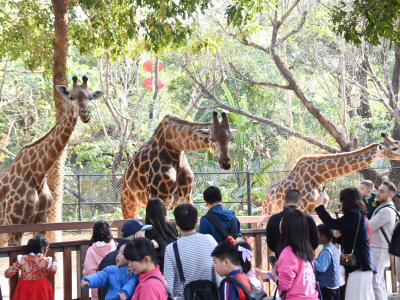 深圳野生动物园龙年春节欢乐满园