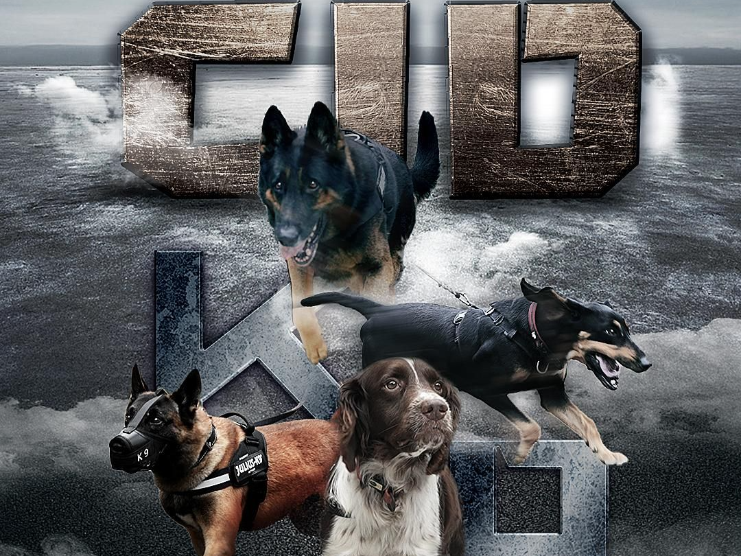 深圳警犬助力平安！最燃汪汪队入列