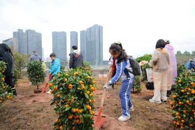 深圳今年已回收超77万盆废弃年花年桔，分类回植续芬芳