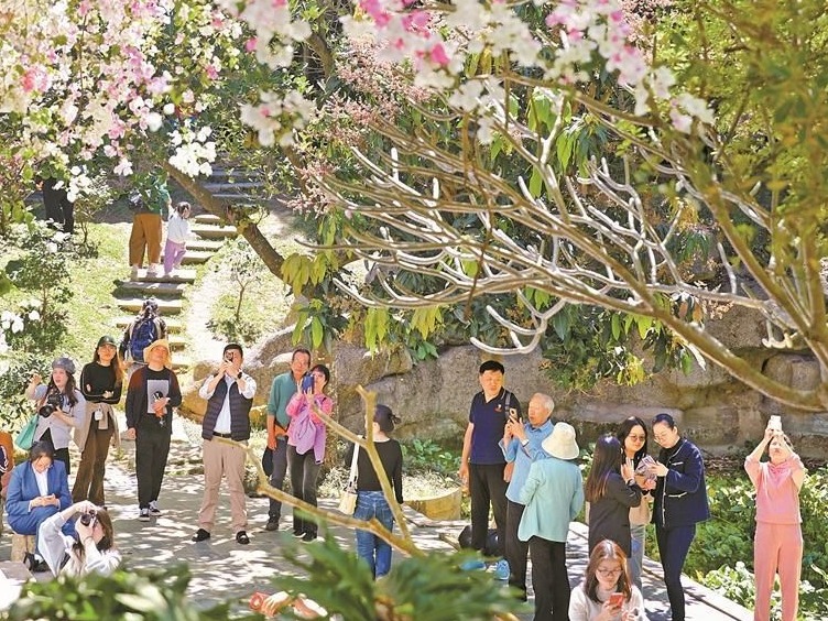 一株簕杜鹃，绽放满园春！园博园簕杜鹃花开引市民驻足“打卡”