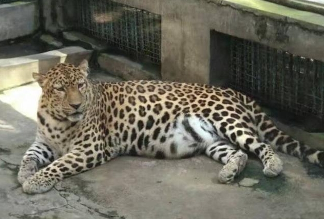 网友晒出了2017年这只金钱豹的照片。