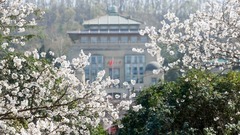 武汉大学樱花绽放