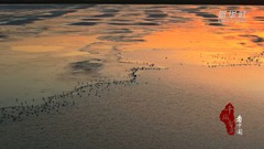 千城百县看中国丨内蒙古：巴彦淖尔黄河湿地成百鸟乐园