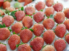 江苏南京：“低碳”草莓的秘诀