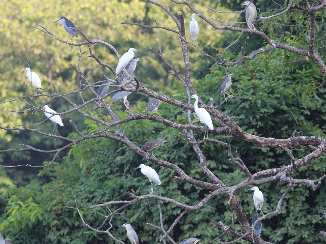 东莞市区“神秘岛”呵护生物多样性