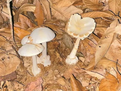 深边事 | 不能吃！深圳发现蘑菇界“毒王”，误食死亡率可达75%！