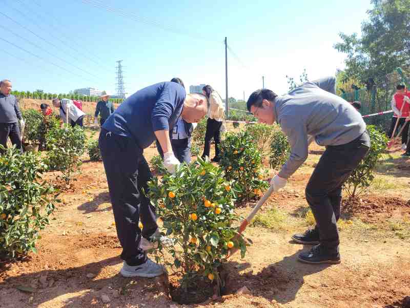 年花年桔可利用，回植处理续芬芳！宝安开展2024年年桔种植行动