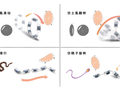 深圳先进院开发新型磁驱软体机器人，实现输卵管靶向药物输送