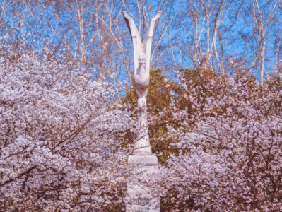 樱花开好了，就差你了！武汉大学发布最新赏樱政策