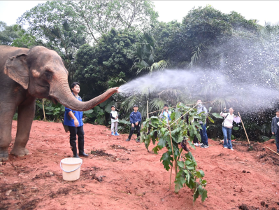 大象也来植树！深圳野生动物园首次种植多宝茄树