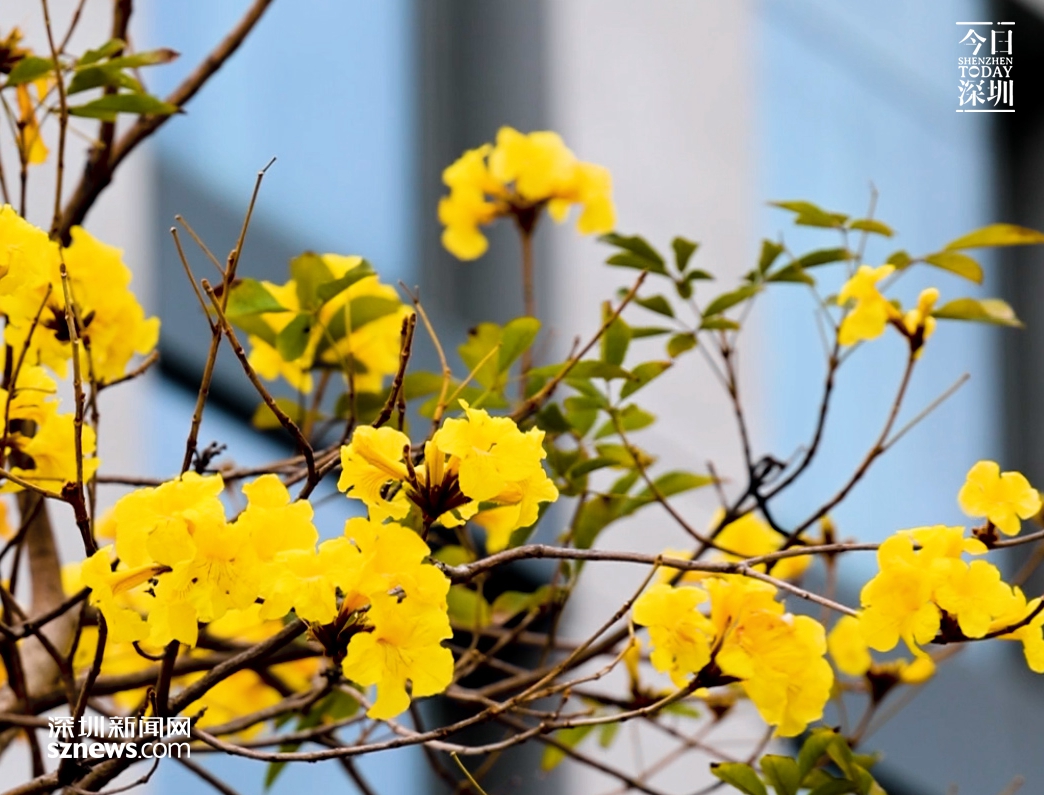 IN视频 | 今日深圳：黄花风铃木“金”艳深圳