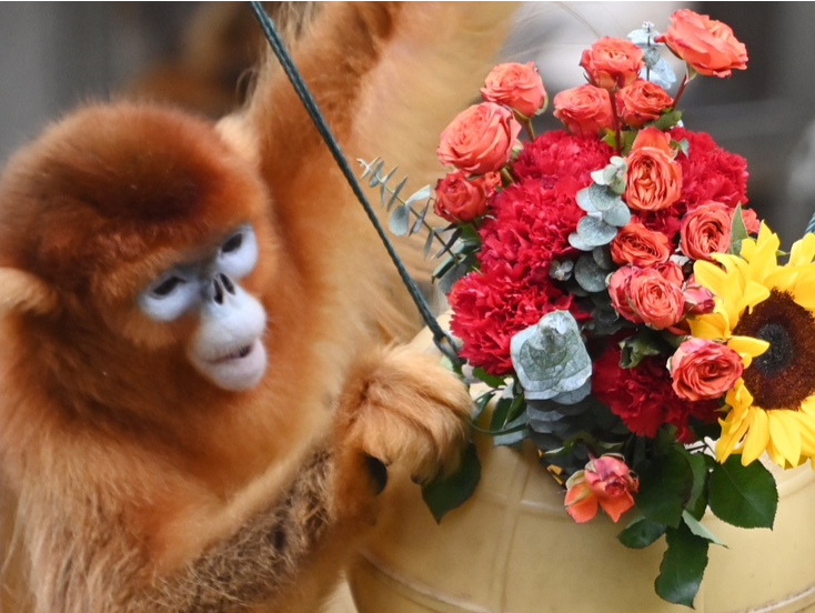 深圳野生动物园可爱动物与艳丽鲜花相映成趣