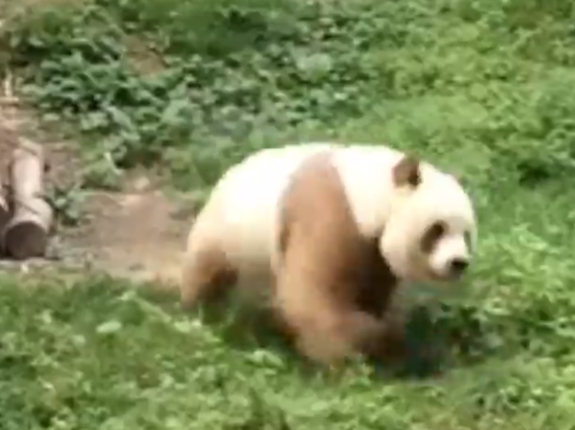 最新研究！棕色大熊猫七仔是基因缺失突变