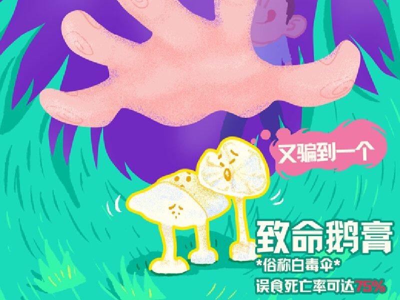 野蘑菇生长旺盛期，记住！不做“菇勇者”