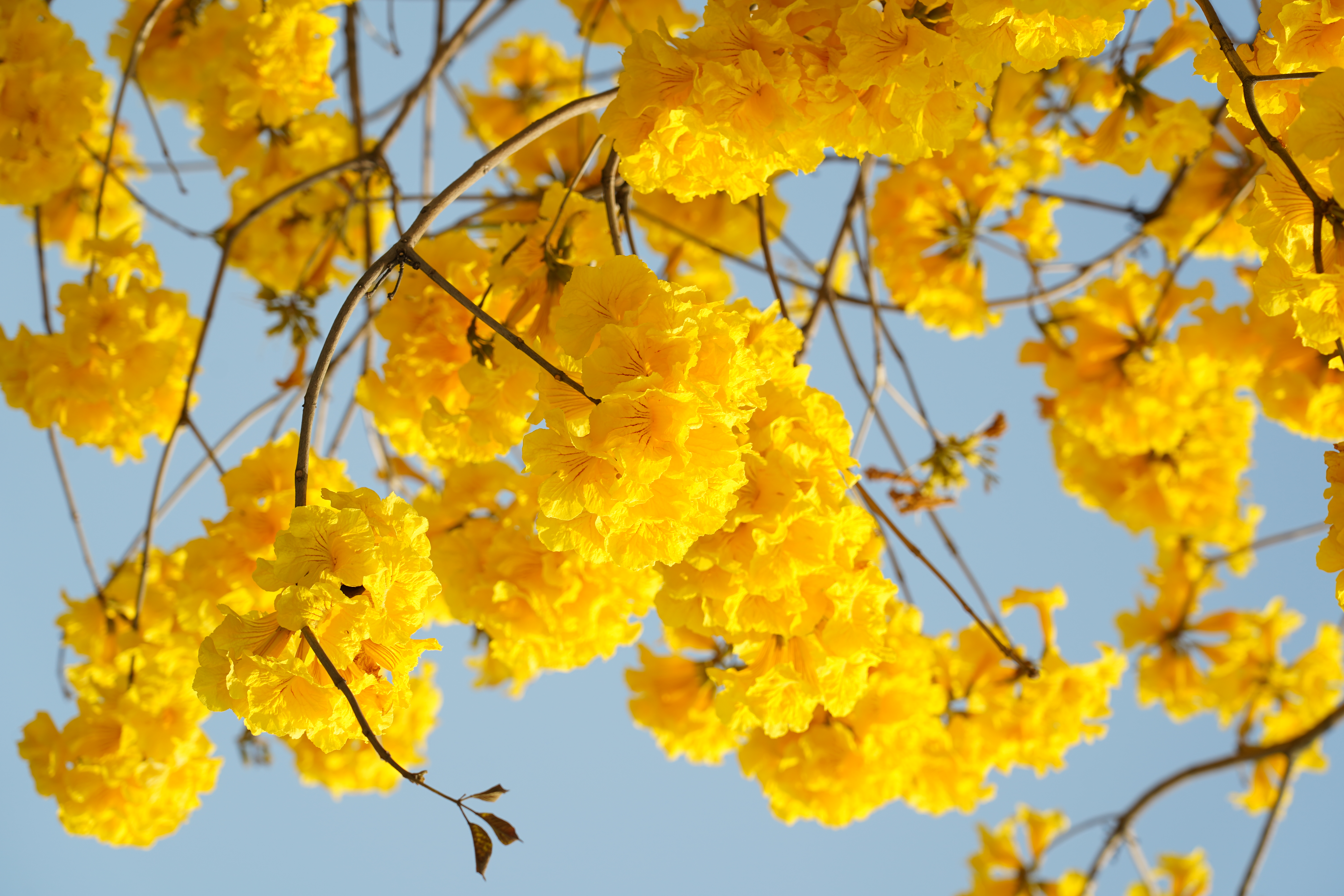 这个春天，来光明赏花吧！