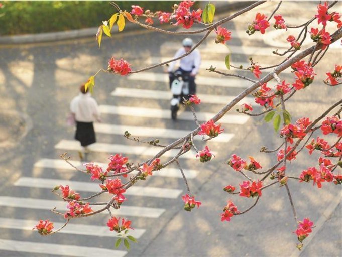 深圳路边又随机掉落“大红花”！捡来煲汤真的可以吗？