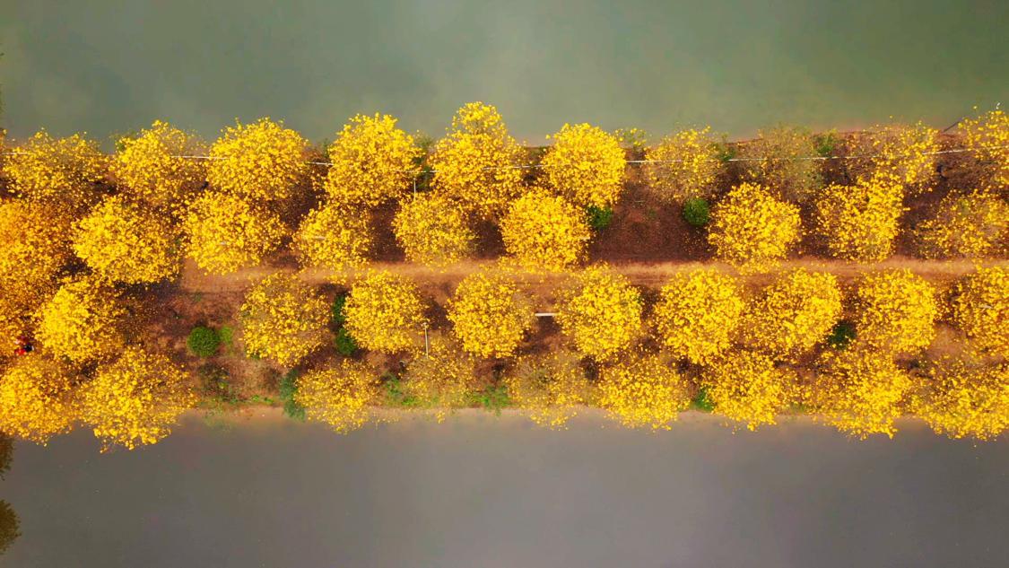 佛山三水黄花风铃木盛开，春日里的金色盛宴！