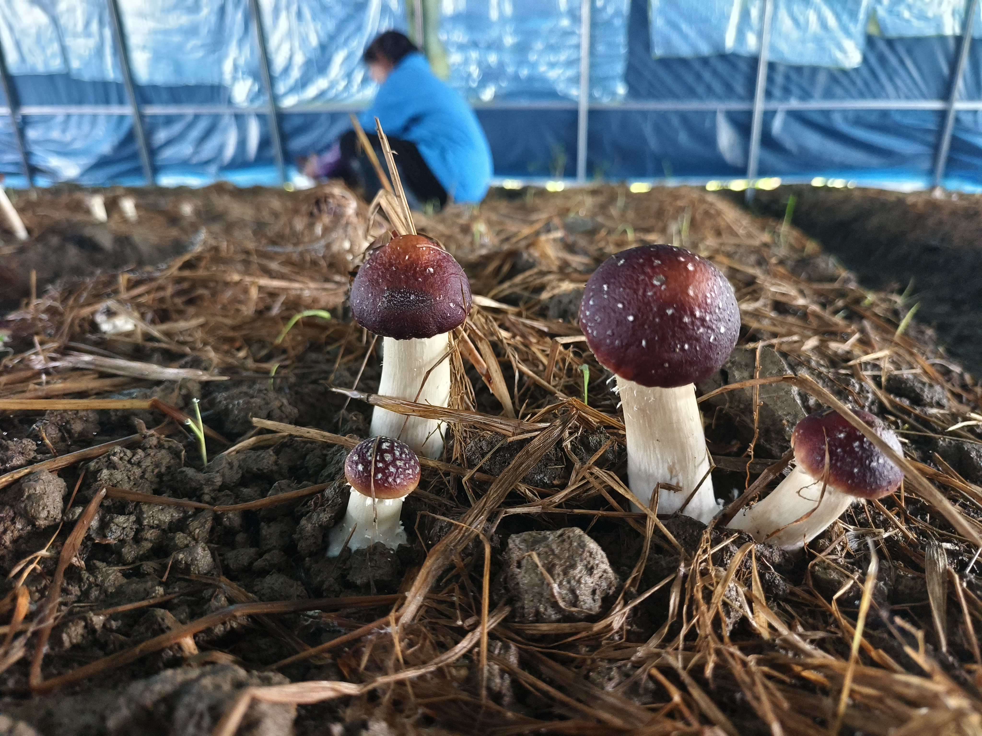 菌菇棚下话丰年！莞韶协作全面推进乡村振兴