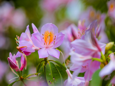梧桐山本周将迎一年一度“最美花期”，千年杜鹃王、“城中花海”等您来赏！  