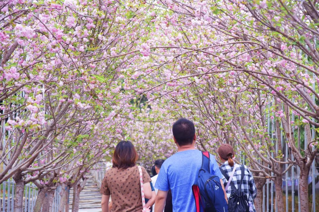 东莞清溪“醉美樱花节”邀您乘坐“开往春天的列车”
