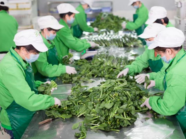 满工满产！东莞63家农业龙头企业开足马力忙生产