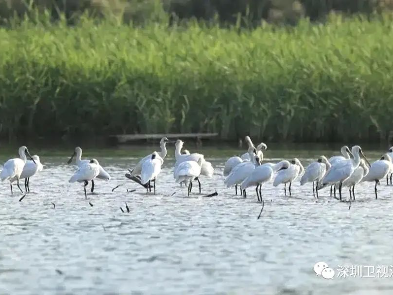 深圳湾的水真的“脏”吗？
