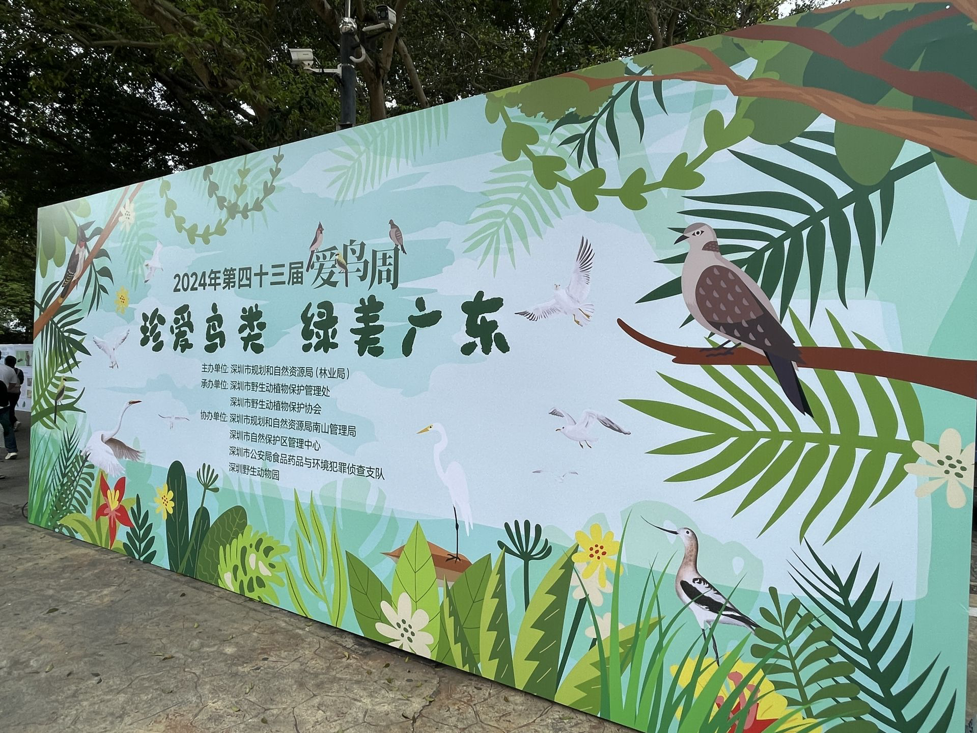 爱鸟不“碍”鸟，深圳护鸟有成效！曾有426种鸟类来“做客”