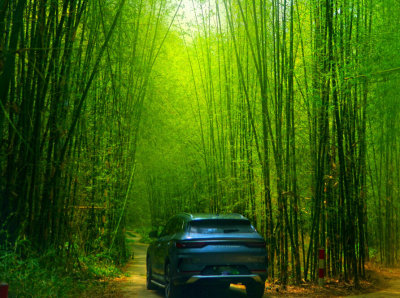 影像丨龙门“最美绿道”：增江之畔，竹海之间