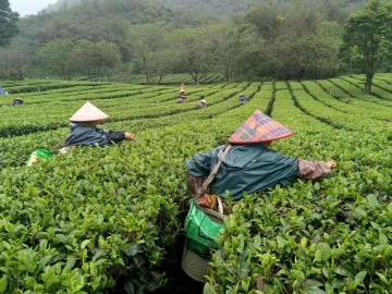 茶乡春茶开采正当时！英德春茶可望增产20%       