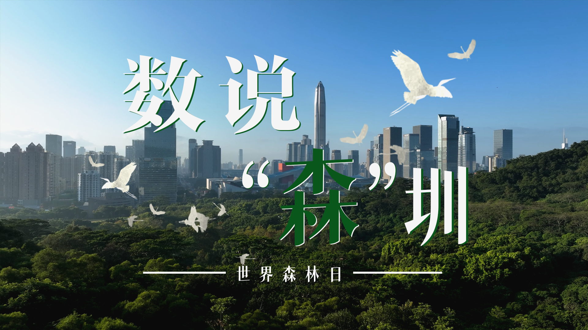 世界森林日｜用数据来看山海连城绿美深圳