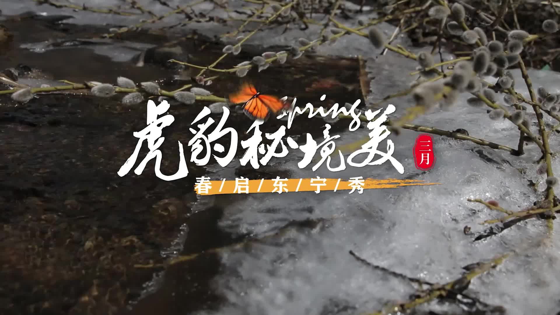 视听｜东北虎豹国家公园春色
