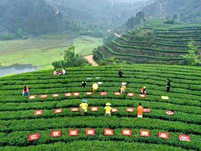 “中国·英德红茶头采季”将于4月2日在英德举办