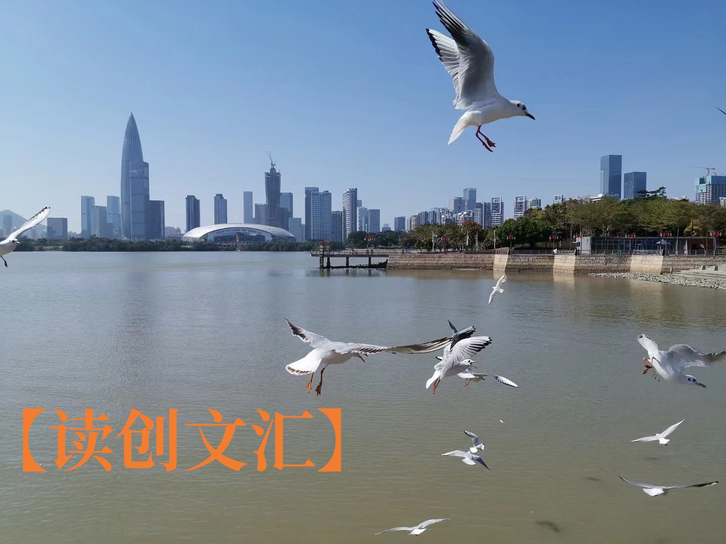 读创文汇｜抬头仰木棉（作者:赵倚平)
